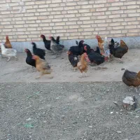 مرغ محلی تخم گذار