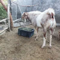 نری چاق فول