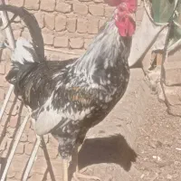 دو عدد خروس