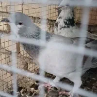 بدرنگ و غلاق|پرنده|اصفهان, گلستان|دیوار