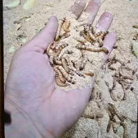 فروش سوپرورم زنده سوپر ورم درجه یک