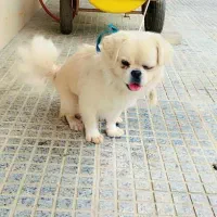 سگ نر با شناسنامه