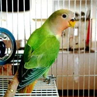 طوطی برزیلی کوتوله برزیلی