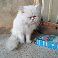 واگذاری گربه پرشین سوپر فلت