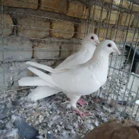 کفتر زاجر سفید