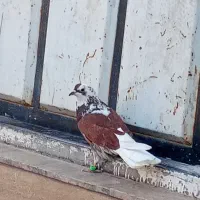 کفتر پرشی|پرنده|حمیدیا, |دیوار