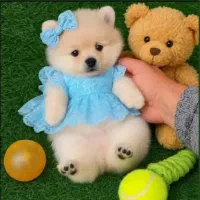 واگذاری توله خرسی