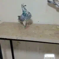 کفتر بوم پرشی|پرنده|مشهد, کاظم آباد|دیوار