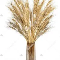 گندم