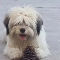 فروش شیتزو نر یکساله