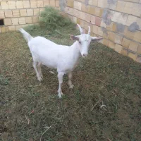 بزسانن