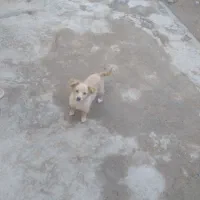 توله سگ کوچک