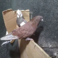 کبوتر قرمز پرشی از نسل گرگی|پرنده|قائمشهر, |دیوار