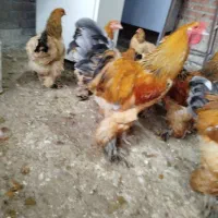 برهما نژاد اصیل