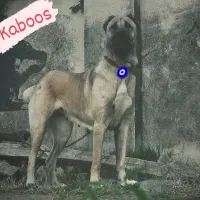 ماده کانگال سراب