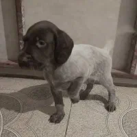 سگ پوینتر آلمانی|سگ|مینودشت, |دیوار