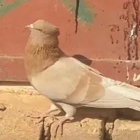 کفتر زرد سبز پرشی