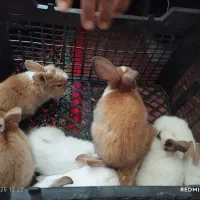 خرگوش|موش و خرگوش|قره چای, |دیوار