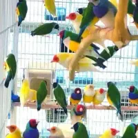 فنچ گلدین|پرنده|شیراز, قصرالدشت|دیوار