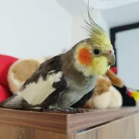 عروس هلندی گمشده