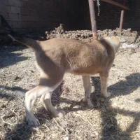 سگ نسل ماده زیبا سر پنجه دار ماده