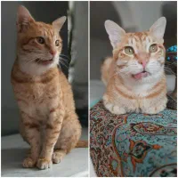 گربه نارنجی نر دوساله