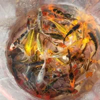 ماهی کوی چرم سوپر باله|ماهی|اهواز, کیانشهر|دیوار