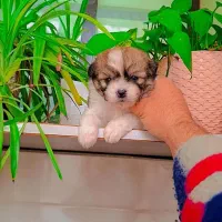 پامر کراس  با هوش بی صدا
