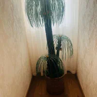 درختچه مصنوعی همراه با گلدان حصیری|گل مصنوعی|بندر انزلی, معلم|دیوار