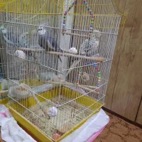 قفس بزرگ