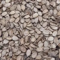 تخمه هندوانه خام
