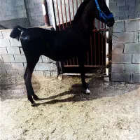 اسب|اسب و تجهیزات اسب‌سواری|شیراز, احمدآباد|دیوار