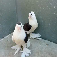 طوقی.دم سیاه.ساده سیاه معاوضه با طوقی ماده|پرنده|ایرانشهر, |دیوار