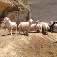 برهای پرواری و نربذ