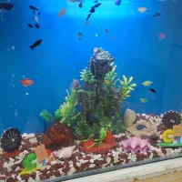 آکواریوم ولوازم وماهی