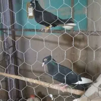 قارا ودمسفید ماده