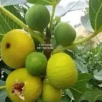 تولیدکننده پخش نهال درخت نهالستان پسته انجیرگردوقم|خدمات باغبانی و درختکاری|قم, آزادگان|دیوار