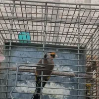 سهره جوجه قفس