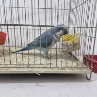 راهب اهلی|پرنده|ارومیه, |دیوار