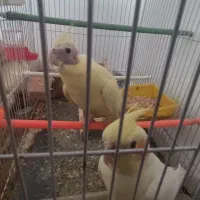 جفت عروس هلندی سخنگو
