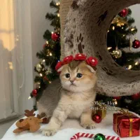 گربه اسکاتیش