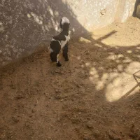 سلام ۱عدد بره شیر ۳ الی ۴ روزه