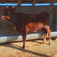 تلیسه گاو قربانی نزاییده و دودندان گوساله نزاییده