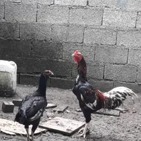فروشه مرغ وخروس لاری ویک عدد خروس چینی|حیوانات مزرعه|رشت, انصاری|دیوار
