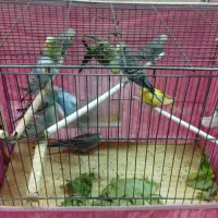 حراج مرغ عشق|پرنده|اصفهان, فجر|دیوار