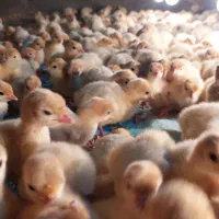 بوقلمون پروار عید|حیوانات مزرعه|قم, هنرستان|دیوار