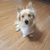 سگ پامر روباهی ۲سالشه پسره قیمت ۶ملیون با تخفیف