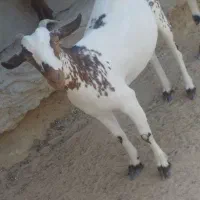 گیسهنزار|حیوانات مزرعه|قشم, |دیوار