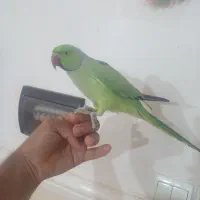 طوطی ملنگو نر دستی سخنگو|پرنده|بم, |دیوار