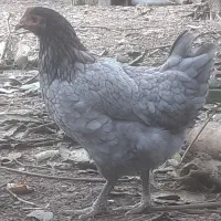 نژاد ایسبار فرانسه  اصیل وخالص